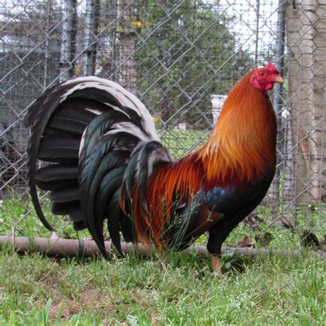 yellow legged hatch best cross|Popular Gamefowl Breeds, Bloodlines and Strains: A .